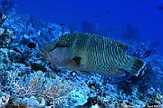 Cheilinus undulatus-Maldives Kudarah Thila-10m-20240425-DA-DSC_7005_tn